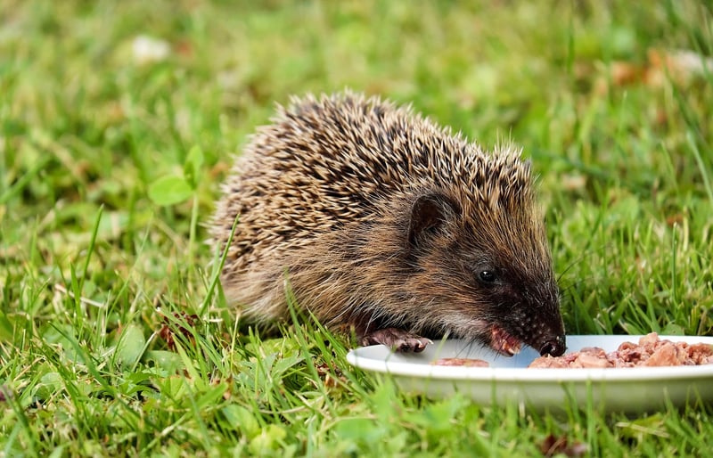 Mindful Eating