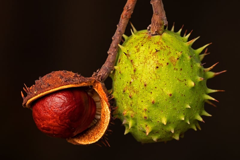 Superfood Berries